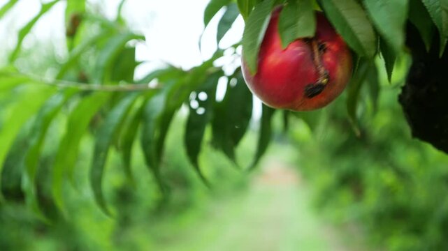 P&ecirc;che cueillette