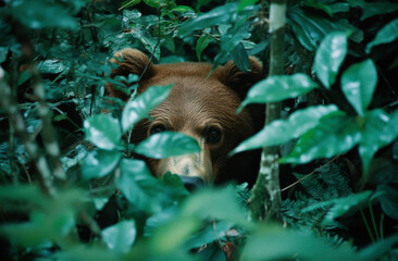 Obraz premium brown bear peeks through dense foliage in lush forest, showcasing its curious expression amidst vibrant green leaves. scene captures beauty of wildlife in its natural habitat
