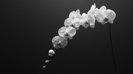 Elegant White Orchid Branch in Monochrome