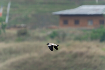 Bird in flight