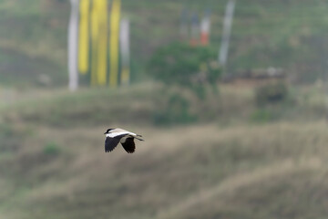 Bird in flight