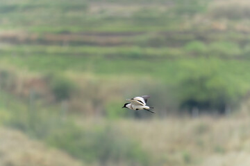 Bird in flight