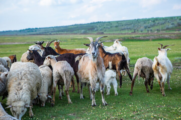 Herd of sheep grazing on a green meadow in the village in Republic of Moldova.