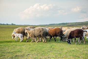 Fototapeta premium Herd of sheep grazing on a green meadow in the village in Republic of Moldova.