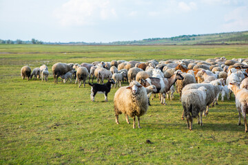 Obraz premium Herd of sheep grazing on a green meadow in the village in Republic of Moldova.