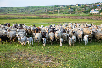 Obraz premium Herd of sheep grazing on a green meadow in the village in Republic of Moldova.