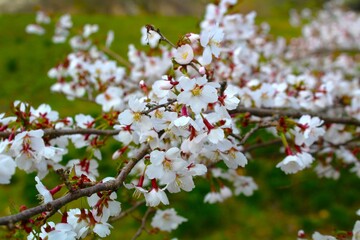 Obraz premium Cherry Blossoms in Full Bloom
