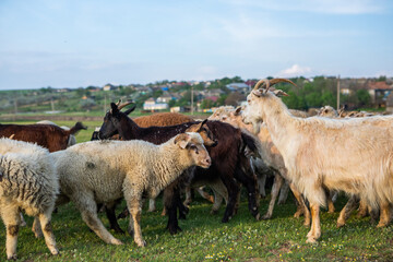 Herd of sheep grazing on a green meadow in the village in Republic of Moldova.