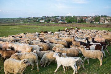 Herd of sheep grazing on a green meadow in the village in Republic of Moldova.