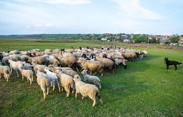 Obraz premium Herd of sheep grazing on a green meadow in the village in Republic of Moldova.
