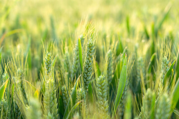 green ears of meadow wheat field. Ears of green wheat close up.