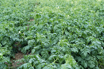 Organic green potato plants growing on potato field