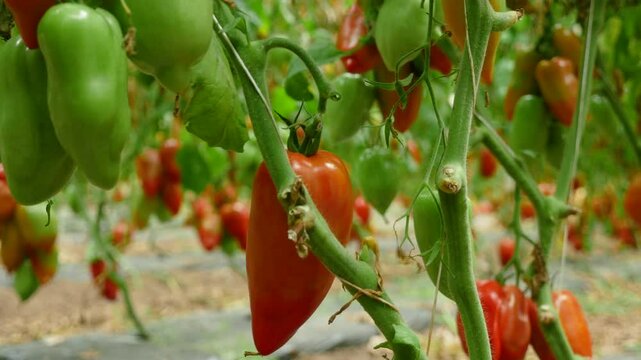 tomate cueillette
