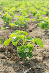soybean sprouts growing in an agricultural field.