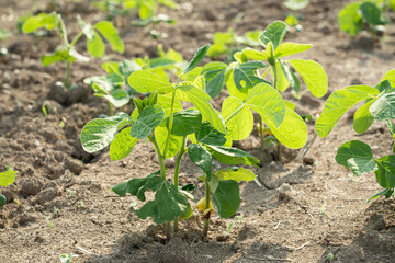 soybean sprouts growing in an agricultural field.