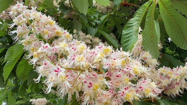 Horse Chestnut tree in flower in early May.