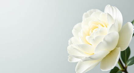 Fresh white peony flowers on light gray background