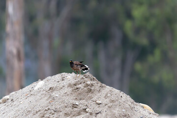Common myna on the sand