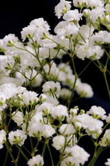 Flowers background. White gypsophila flowers or baby's breath flowers close up bouquet on dark blue...
