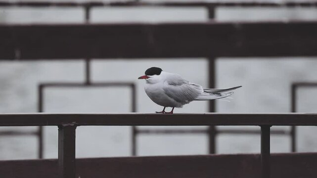 Sterna hirundo, Common tern talking in a park with a lake in the background. Wildlife