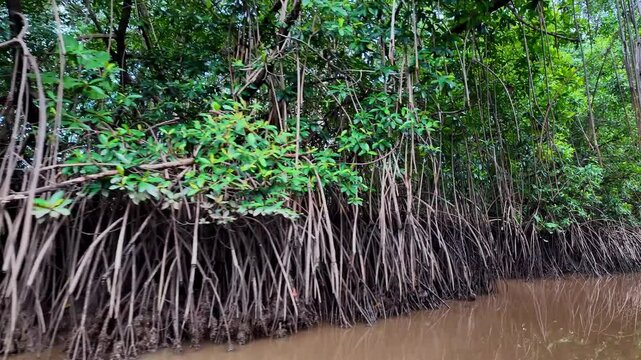 Boat trip on the Igarape do Urubu River, Delta das Americas, Ilha das Canarias, Brazil. Amazon Rainforest. South America