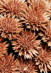 Fototapeta premium Dry flowers texture full frame background. Orange flowers background. Floral card.Botanical poster