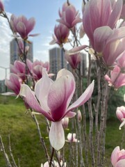 Magnolia flower photography