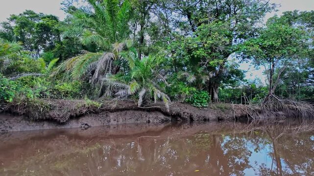 Boat trip on the Igarape do Urubu River, Delta das Americas, Ilha das Canarias, Brazil. Amazon Rainforest. South America