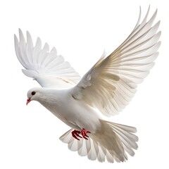 Obraz premium White Dove in Flight Isolated on White Background Peaceful Bird