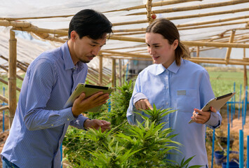 Two agricultural researchers inspecting cannabis plants inside  greenhouse while using digital tablets for data collection