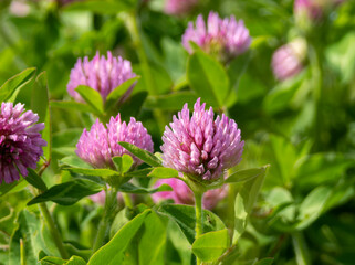 河川敷に咲くムラサキツメクサ