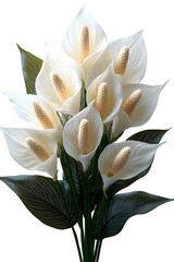 Peace lily with white flowers isolated, high quality botanical photo for gardening, plant care, and natural home decoration visuals