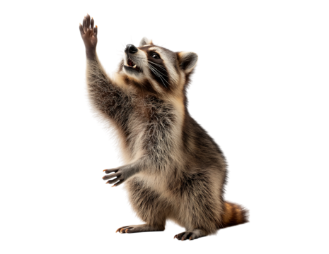 happy raccoon reaching up with its paws, solid white background.