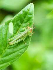 Close-up of a green grasshopper resting on a fresh green leaf, with a soft blurred background. Perfect for insect, nature, and macro wildlife stock photography.