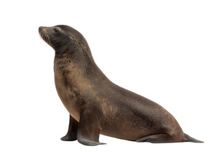 Australian sea lion side profile full-body shot, realistic high-quality photograph on a transparent background