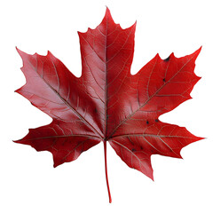Red maple leaf with detailed veins on transparent background, professional studio shot of subject focused natural object for design assets.