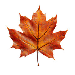 Red maple leaf with detailed veins on transparent background, sharp focus image of subject focused botanical element for digital art.