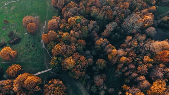 Top down drone shot over Hampstead Heath in peak fall foliage showing color variation, natural backdrop background