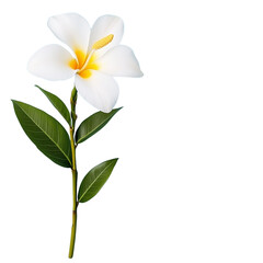 A white flower with yellow petals and a yellow center. Isolated on transparent background