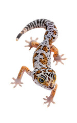 A cute little gecko with white and brown spots on its body, standing upright against a transparent background