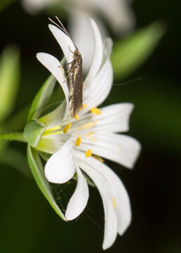 A small brown moth with long thread-like antennae sits on a white chickweed flower (Stellaria). Yellow stamens are visible in the center of the flower and green buds in the background. 