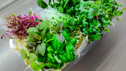 Colorful mix of fresh microgreens in plastic container