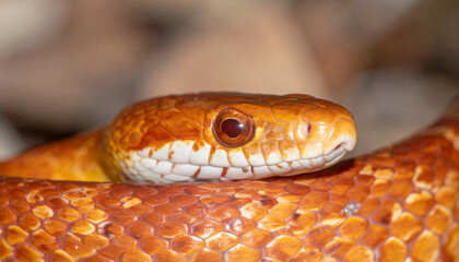 Fototapeta premium Close up of a dangerous red rattlesnake head with scales in wild nature