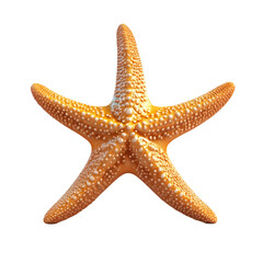 Orange starfish on black background ocean life marine animal sea creature