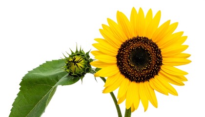 Fototapeta premium Vibrant Yellow Sunflower and Bud Close-up