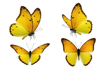 Fototapeta premium Four yellow butterflies with brown markings isolated on a white background in various poses and angles