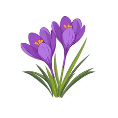 Fototapeta premium Purple crocuses blooming in spring sunlight. PNG image, transparent background