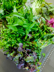 Vibrant close-up of assorted microgreens in plastic container