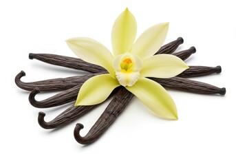 Vanilla flower in bloom surrounded by aromatic vanilla bean pods on a white background