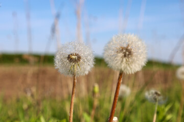 Naklejka premium Two white dandelions with fluffy seeds stand tall on thin stems against a blurred background of grass and blue sky. Lightness and serenity of a summer day.